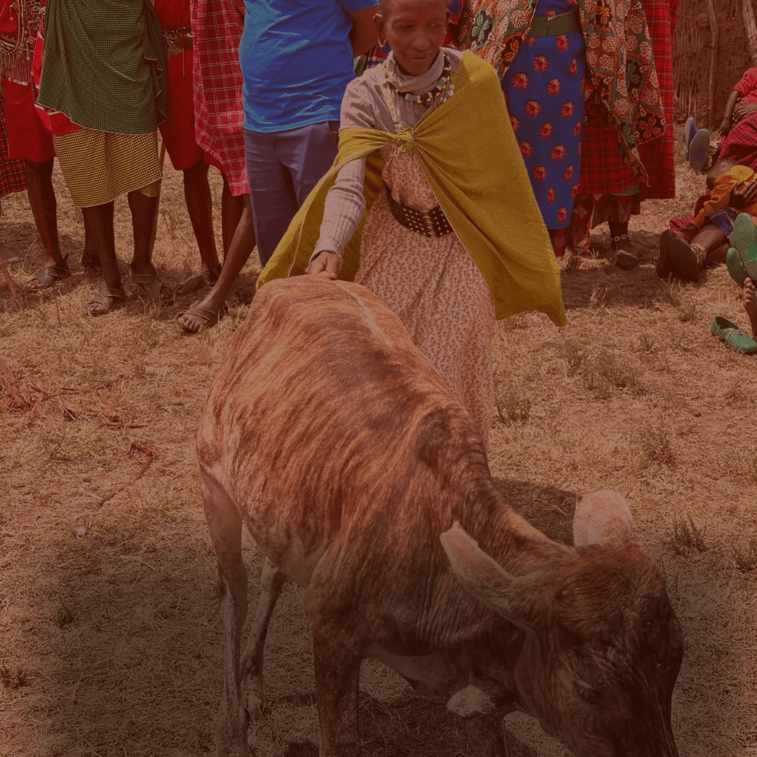 Maasai woman with cow.