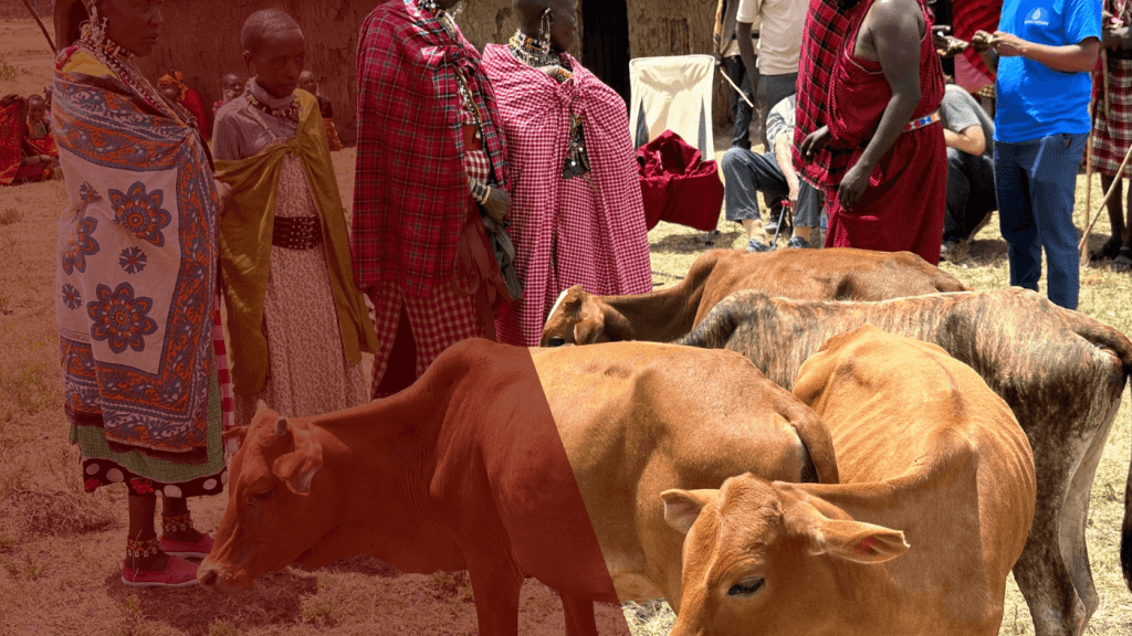 Cows in the front and Maasai women in the back