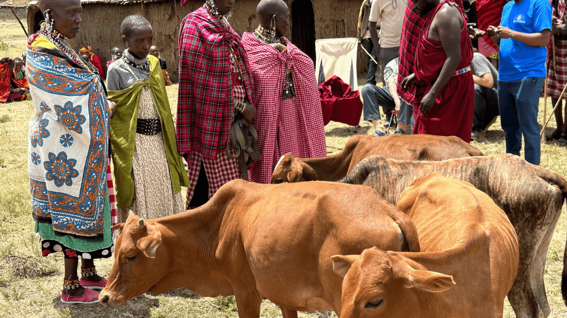 Maasai woman receiving Cows